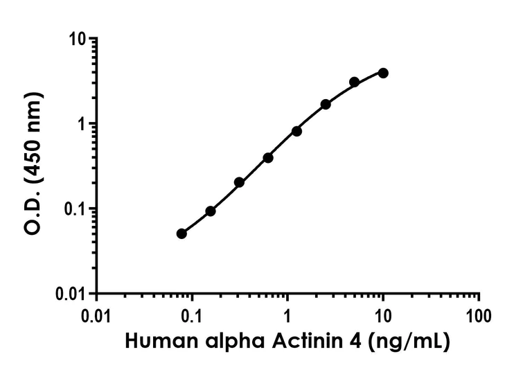 Sandwich ELISA - Anti-alpha Actinin 4 antibody [EPR24288-15] - BSA and Azide free (Detector) (AB307258)