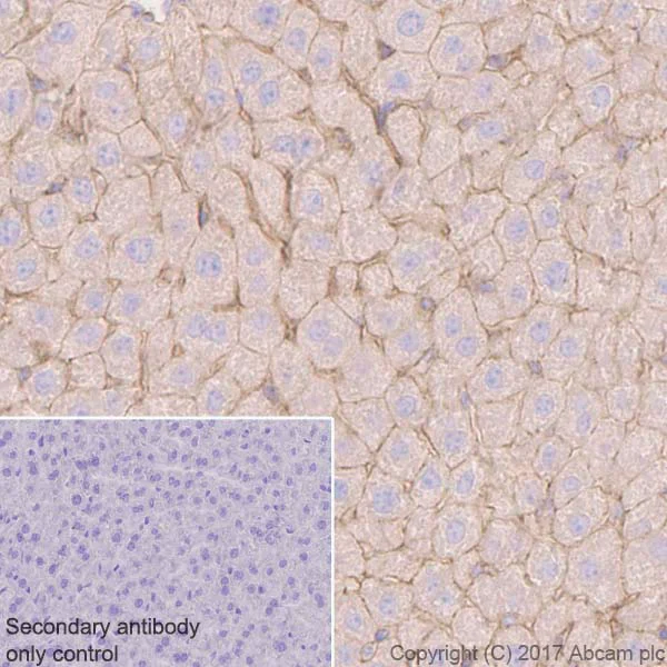 Immunohistochemistry (Formalin/PFA-fixed paraffin-embedded sections) - Anti-alpha Actinin 4 antibody [EPR2533(2)] - Loading Control (AB108198)