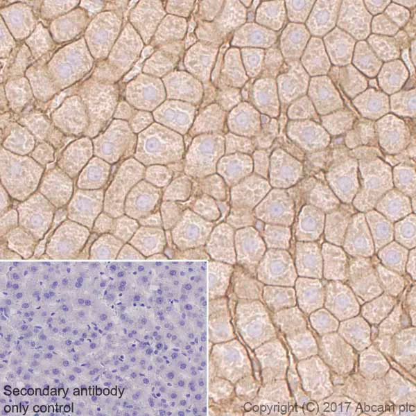 Immunohistochemistry (Formalin/PFA-fixed paraffin-embedded sections) - Anti-alpha Actinin 4 antibody [EPR2533(2)] - Loading Control (AB108198)
