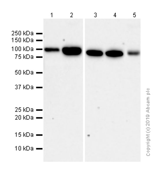 Western blot - Anti-alpha Actinin 4 antibody [EPR2533(2)] - Loading Control (AB108198), expandable thumbnail