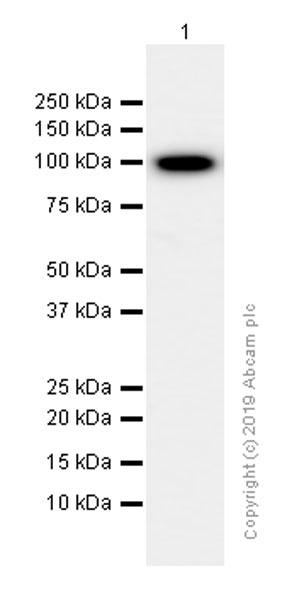 Western blot - Anti-alpha Actinin 4 antibody [EPR2533(2)] - Loading Control (AB108198), expandable thumbnail