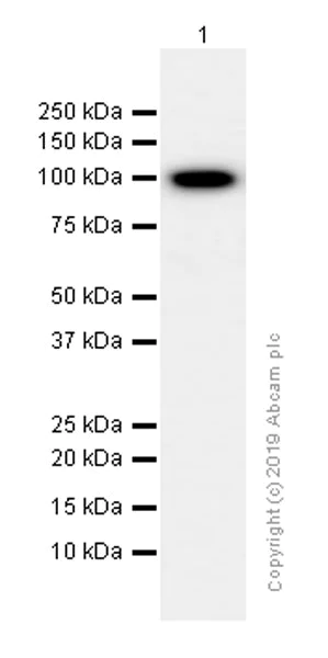 Western blot - Anti-alpha Actinin 4 antibody [EPR2533(2)] - Loading Control (AB108198)