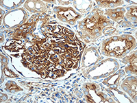 Immunohistochemistry (Formalin/PFA-fixed paraffin-embedded sections) - Anti-alpha Actinin 4 antibody [EPR4410] - Loading Control (AB108201), expandable thumbnail