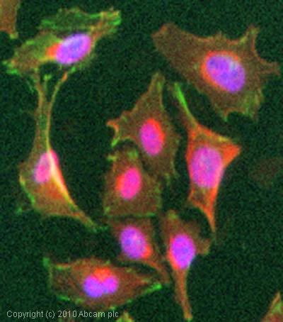 Immunocytochemistry - Anti-alpha Actinin/ACTN1 antibody [AT6/172] - Cytoskeleton Marker (AB18061)