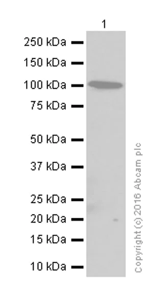 Western blot - Anti-alpha Actinin/ACTN1 antibody [EP2527Y] - BSA and Azide free (AB239858)