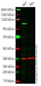 Western blot - Anti-alpha Actinin/ACTN1 antibody [EP2527Y] - Loading Control (AB68194)