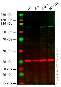 Western blot - Anti-alpha Actinin/ACTN1 antibody [EP2527Y] - Loading Control (AB68194)