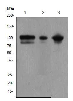 Western blot - Anti-alpha Actinin/ACTN1 antibody [EP2528Y] - BSA and Azide free (AB185204)