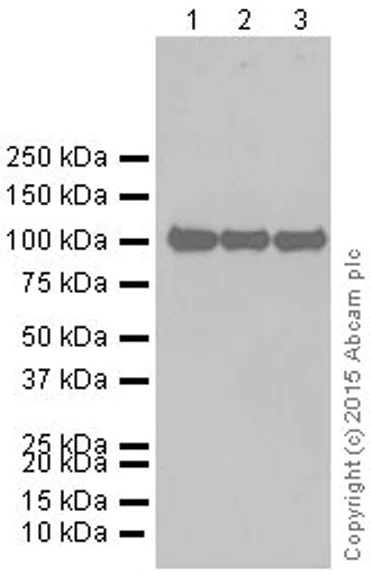 Western blot - Anti-alpha Actinin/ACTN1 antibody [EP2528Y] - BSA and Azide free (AB185204)