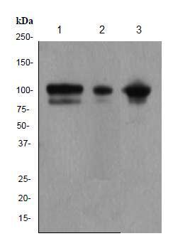 Western blot - Anti-alpha Actinin/ACTN1 antibody [EP2528Y] - Loading Control (AB81265), expandable thumbnail