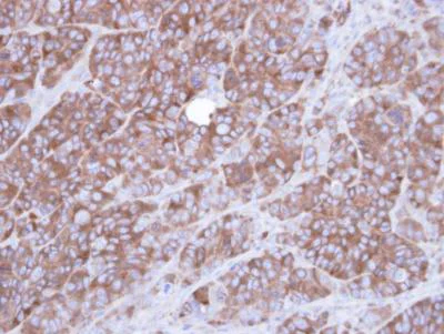 Immunohistochemistry (Formalin/PFA-fixed paraffin-embedded sections) - Anti-alpha Actinin/ACTN1 antibody - Loading Control (AB155480)