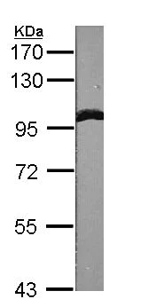 Western blot - Anti-alpha Actinin/ACTN1 antibody - Loading Control (AB155480)