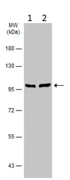 Western blot - Anti-alpha Actinin/ACTN1 antibody - Loading Control (AB155480)
