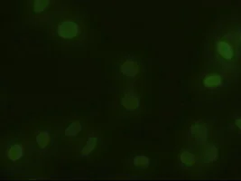 Immunocytochemistry/ Immunofluorescence - Anti-alpha Actinin/ACTN1 antibody [OTI7A4] - Loading Control (AB90421)