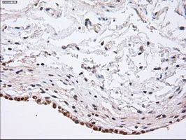 Immunohistochemistry (Formalin/PFA-fixed paraffin-embedded sections) - Anti-alpha Actinin/ACTN1 antibody [OTI7A4] - Loading Control (AB90421)