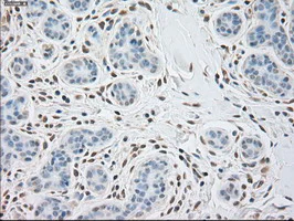 Immunohistochemistry (Formalin/PFA-fixed paraffin-embedded sections) - Anti-alpha Actinin/ACTN1 antibody [OTI7A4] - Loading Control (AB90421)