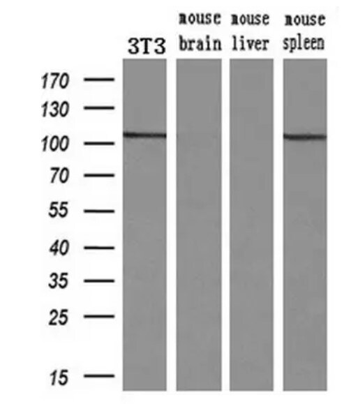 Western blot - Anti-alpha Actinin/ACTN1 antibody [OTI7A4] - Loading Control (ab90421), expandable thumbnail
