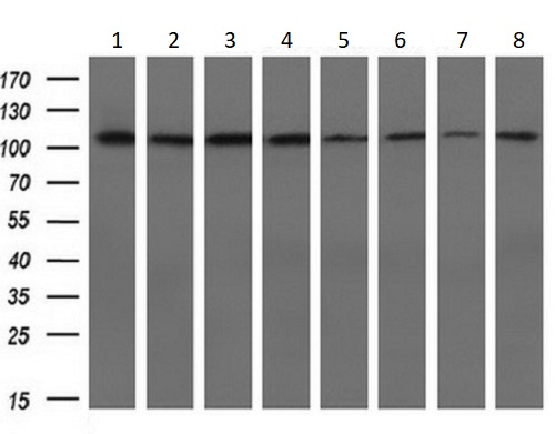 Western blot - Anti-alpha Actinin/ACTN1 antibody [OTI7A4] - Loading Control (AB90421), expandable thumbnail