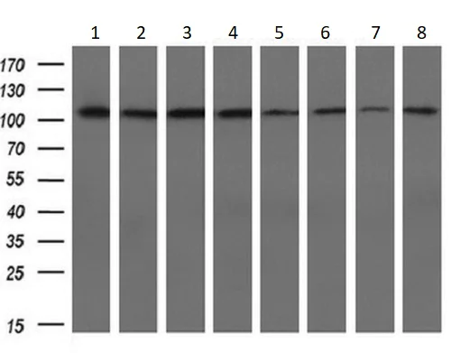 Western blot - Anti-alpha Actinin/ACTN1 antibody [OTI7A4] - Loading Control (AB90421)