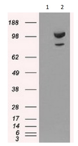Western blot - Anti-alpha Actinin/ACTN1 antibody [OTI7A4] - Loading Control (ab90421), expandable thumbnail