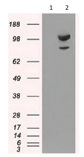 Western blot - Anti-alpha Actinin/ACTN1 antibody [OTI7A4] - Loading Control (AB90421)