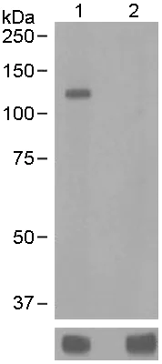 Western blot - Anti-alpha Adducin (phospho S436) antibody [EPR2176] (AB125081)