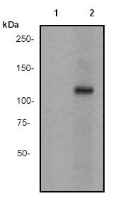 Western blot - Anti-alpha Adducin (phospho S59) antibody [EP2175AY] (AB76251)