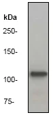 Western blot - Anti-alpha Adducin (phospho S726) antibody [EP734Y] - BSA and Azide free (AB284680)