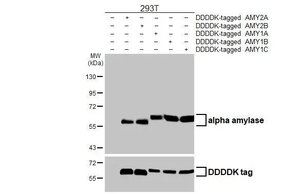 Western blot - Anti-alpha Amylase antibody [HL1681] - BSA and Azide free (AB327632)