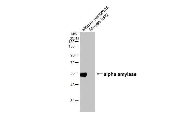 Western blot - Anti-alpha Amylase antibody [HL1681] - BSA and Azide free (AB327632)