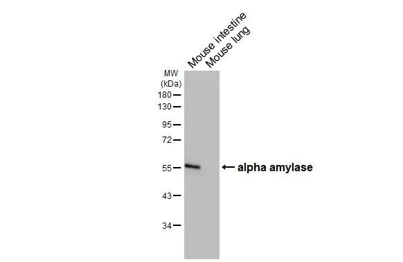 Western blot - Anti-alpha Amylase antibody [HL1681] - BSA and Azide free (AB327632)