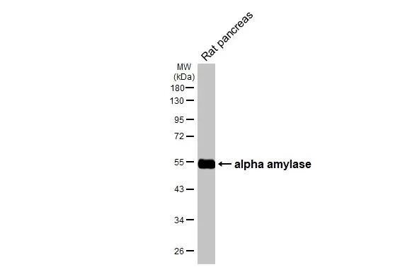 Western blot - Anti-alpha Amylase antibody [HL1681] - BSA and Azide free (AB327632)