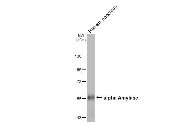 Western blot - Anti-alpha Amylase antibody [HL1681] - BSA and Azide free (AB327632)