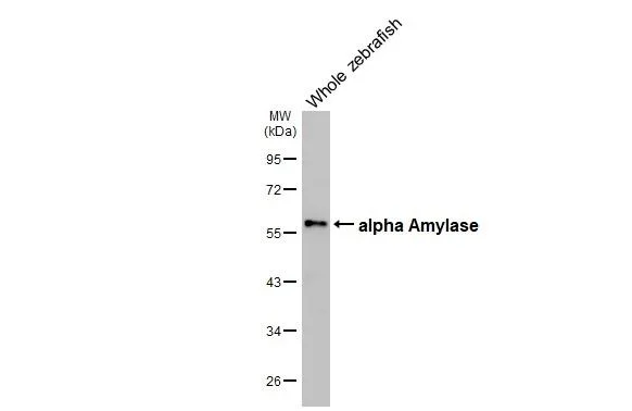 Western blot - Anti-alpha Amylase antibody [HL1681] - BSA and Azide free (AB327632)