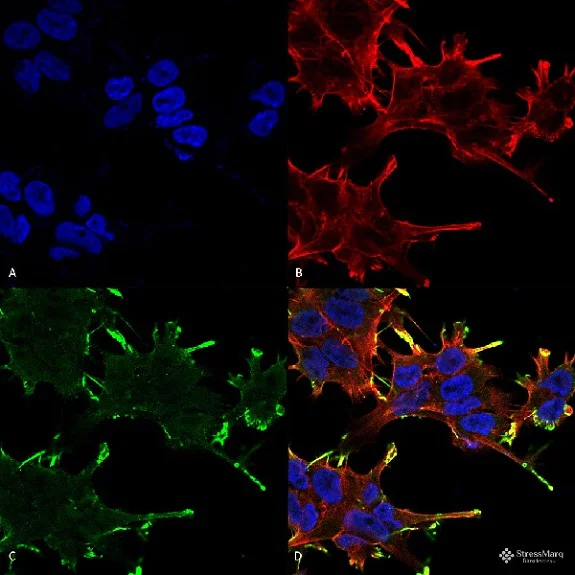 Immunocytochemistry/ Immunofluorescence - Anti-Alpha B Crystallin antibody [1A7.D5] (AB74441)