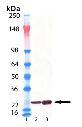 Western blot - Anti-Alpha B Crystallin antibody [1B6.1-3G4] (AB13496)