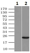 Immunoprecipitation - Anti-Alpha B Crystallin antibody [6D11] (AB230722)