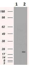 Western blot - Anti-Alpha B Crystallin antibody [6D11] (AB230722)