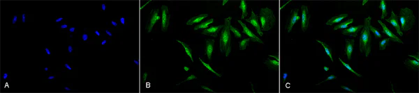 Immunocytochemistry/ Immunofluorescence - Anti-Alpha B Crystallin antibody (AB13497)