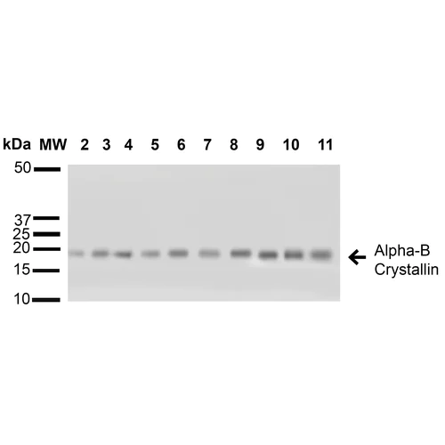 Western blot - Anti-Alpha B Crystallin antibody (AB13497)