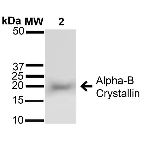 Western blot - Anti-Alpha B Crystallin antibody (AB13497)