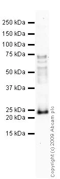 Western blot - Anti-Alpha B Crystallin antibody (AB13497)