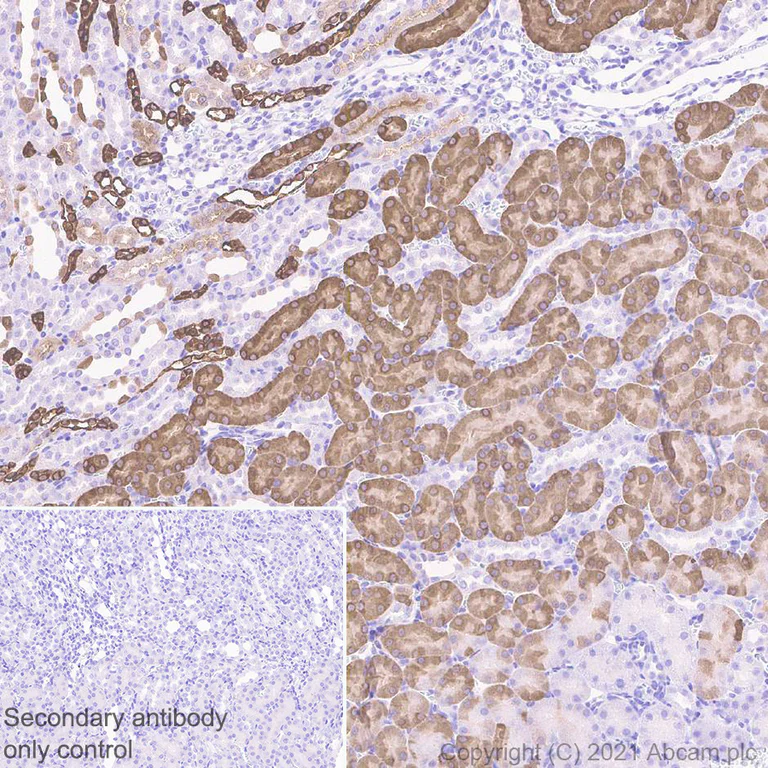 Immunohistochemistry (Formalin/PFA-fixed paraffin-embedded sections) - Anti-Alpha B Crystallin antibody [EPR24521-60] (AB281561)