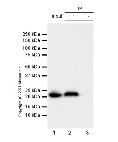 Immunoprecipitation - Anti-Alpha B Crystallin antibody [EPR24521-60] (ab281561), expandable thumbnail