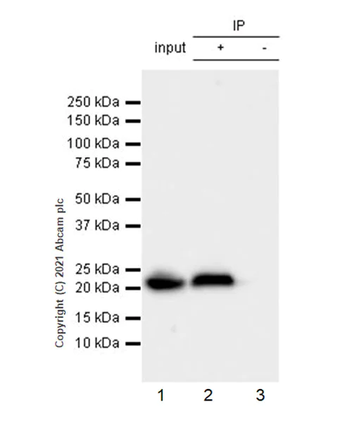 Immunoprecipitation - Anti-Alpha B Crystallin antibody [EPR24521-60] (AB281561)