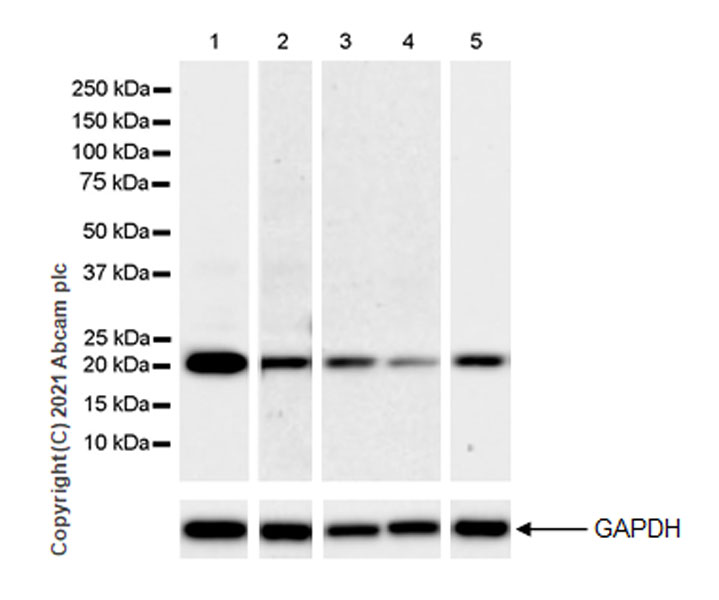Western blot - Anti-Alpha B Crystallin antibody [EPR24521-60] (AB281561), expandable thumbnail