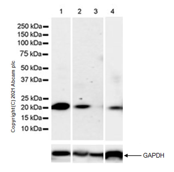Western blot - Anti-Alpha B Crystallin antibody [EPR24521-60] (AB281561), expandable thumbnail