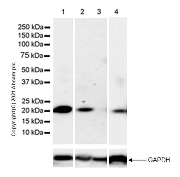 Western blot - Anti-Alpha B Crystallin antibody [EPR24521-60] (AB281561)
