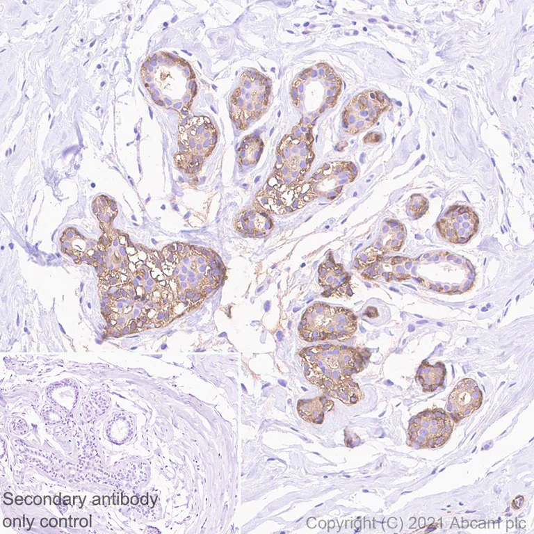 Immunohistochemistry (Formalin/PFA-fixed paraffin-embedded sections) - Anti-Alpha B Crystallin antibody [EPR24521-60] - BSA and Azide free (AB281569)
