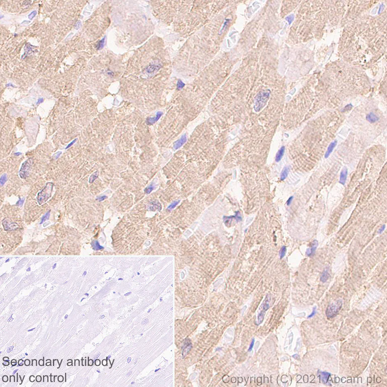 Immunohistochemistry (Formalin/PFA-fixed paraffin-embedded sections) - Anti-Alpha B Crystallin antibody [EPR24521-60] - BSA and Azide free (AB281569)
